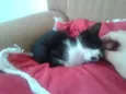 Tico