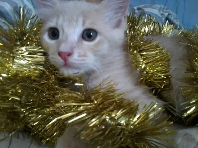 Gato raça não identificada idade 2 a 6 meses nome Linda