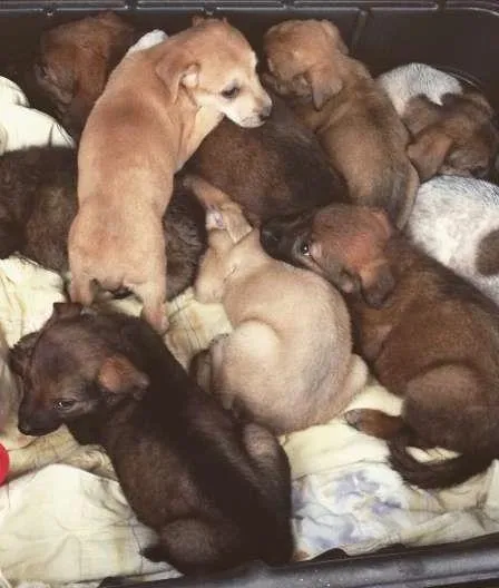 Cachorro ra a SRD idade Abaixo de 2 meses nome Filhote