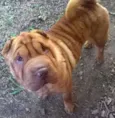 Gordo