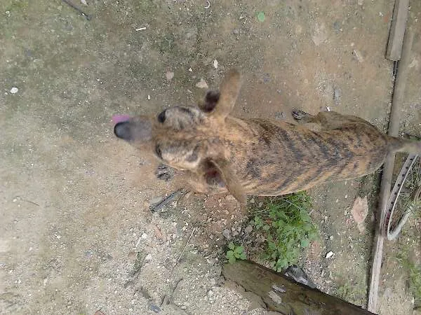 Cachorro raça vira lata idade 5 anos nome Bizunga