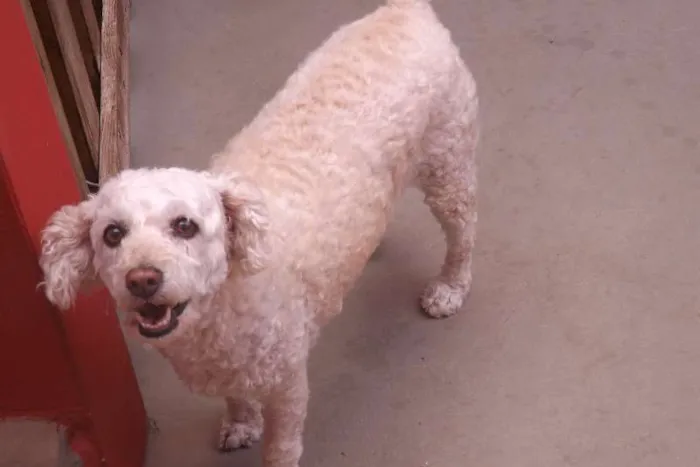 Cachorro ra a Poodle idade 6 ou mais anos nome Meg