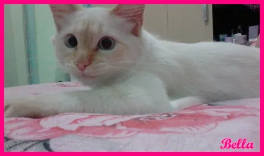 Gato ra a  idade 7 a 11 meses nome Bela
