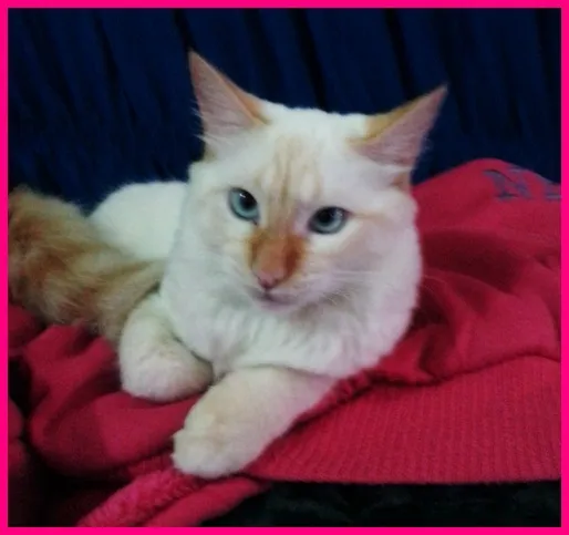 Gato ra a  idade 7 a 11 meses nome Bela