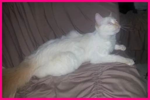 Gato ra a  idade 7 a 11 meses nome Bela