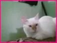 Bela