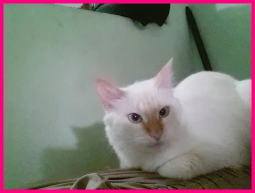 Gato ra a  idade 7 a 11 meses nome Bela