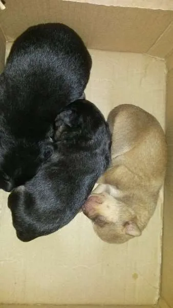 Cachorro ra a nao definida idade Abaixo de 2 meses nome bebes