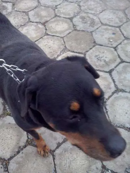 Cachorro ra a hotwailler idade 6 ou mais anos nome linda