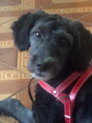 Cachorro raça Poodle idade 3 anos nome Jack