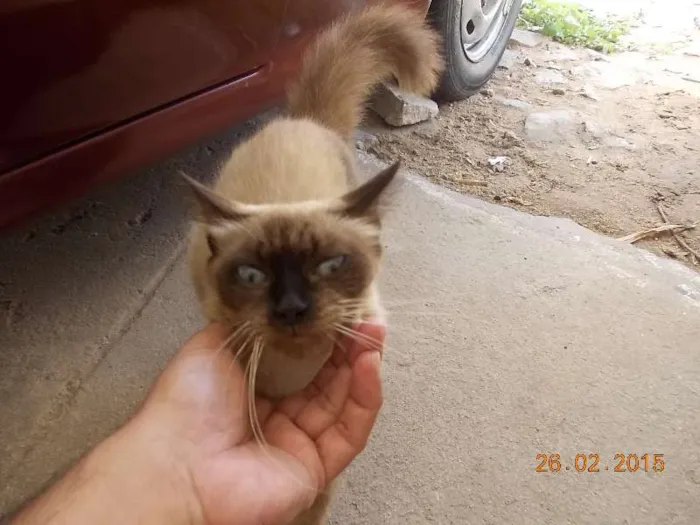 Gato ra a Siamês idade 2 anos nome Nina