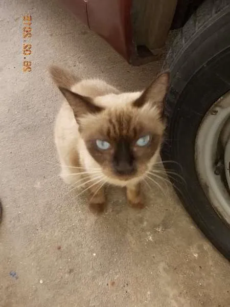 Gato ra a Siamês idade 2 anos nome Nina