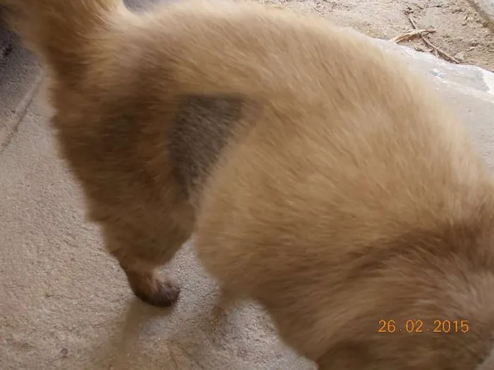 Gato ra a Siamês idade 2 anos nome Nina