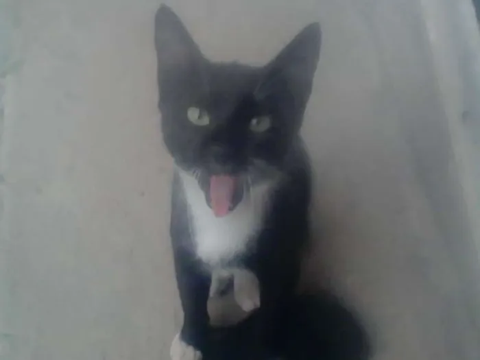 Gato ra a SRD idade Abaixo de 2 meses nome pretinha neguinha r