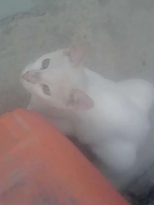 Gato ra a SRD idade Abaixo de 2 meses nome pretinha neguinha r