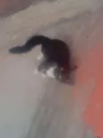 pretinha neguinha r