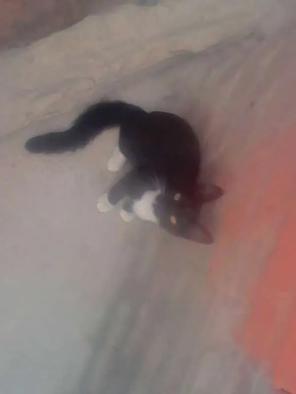 Gato ra a SRD idade Abaixo de 2 meses nome pretinha neguinha r