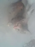 pretinha neguinha r
