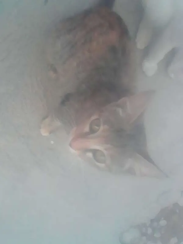 Gato ra a SRD idade Abaixo de 2 meses nome pretinha neguinha r