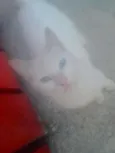 pretinha neguinha r