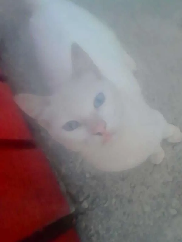 Gato ra a SRD idade Abaixo de 2 meses nome pretinha neguinha r