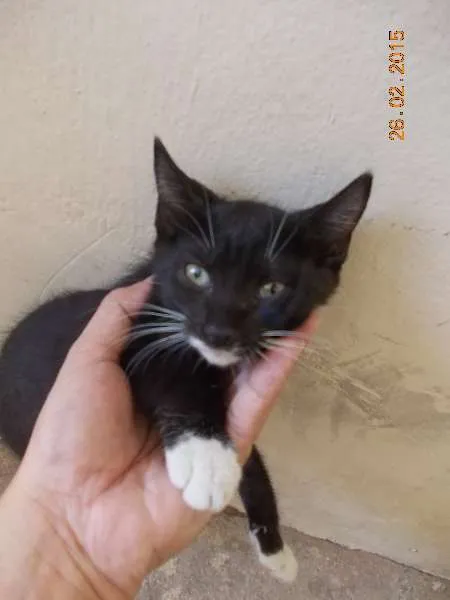 Gato ra a vira-lata idade 2 a 6 meses nome Bonitinha