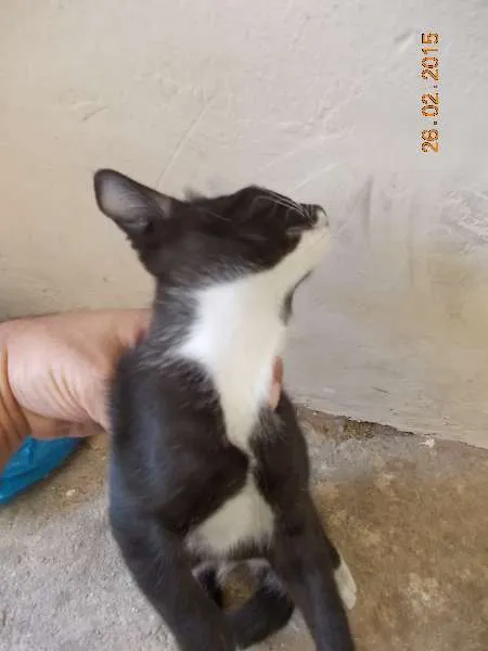 Gato ra a vira-lata idade 2 a 6 meses nome Bonitinha