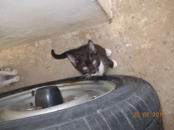 Gato ra a vira-lata idade 2 a 6 meses nome Bonitinha