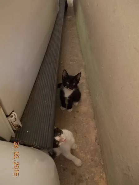 Gato ra a vira-lata idade 2 a 6 meses nome Bonitinha