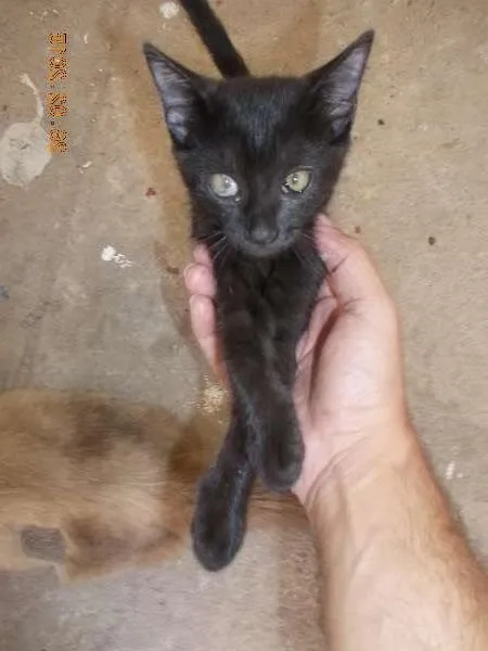 Gato ra a vira-lata idade 7 a 11 meses nome Pretinha