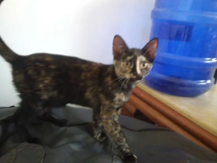 Gato raça SRD idade Abaixo de 2 meses nome diversos
