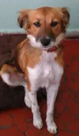 Maia