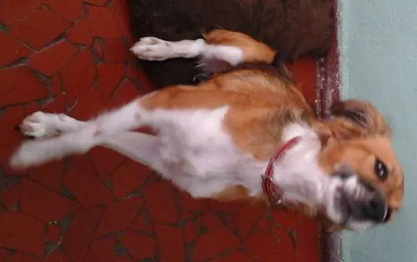 Cachorro ra a indefinida idade 7 a 11 meses nome Maia
