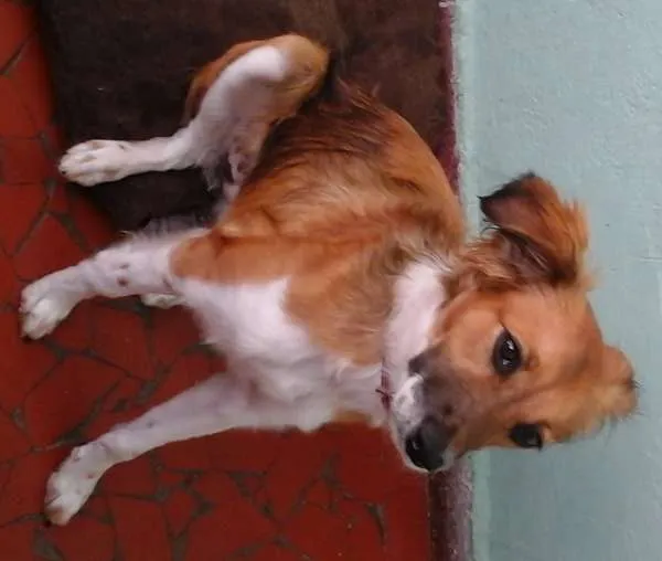 Cachorro ra a indefinida idade 7 a 11 meses nome Maia