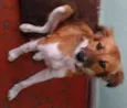 Maia