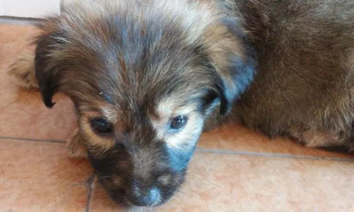 Cachorro ra a SRD idade Abaixo de 2 meses nome URISNHO