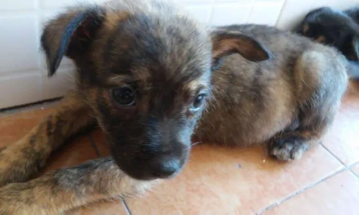 Cachorro ra a SRD idade Abaixo de 2 meses nome TIGRINHO