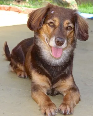 Cachorro raça  idade 4 anos nome NICOLE PEQUENA