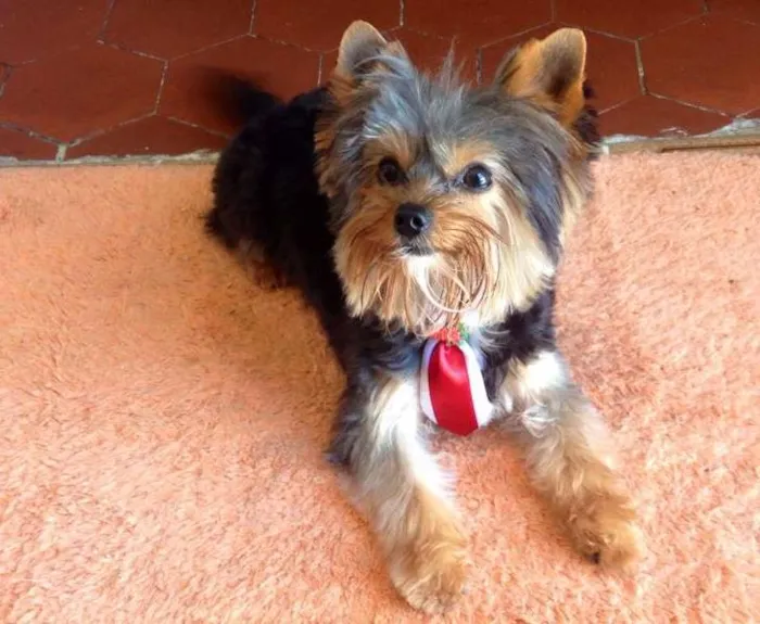 Cachorro ra a york idade 1 ano nome Tobias 