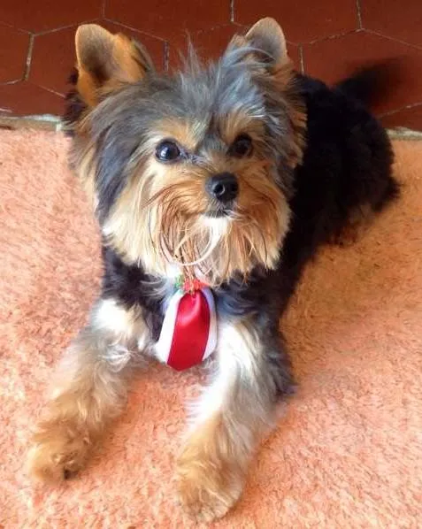 Cachorro ra a york idade 1 ano nome Tobias 