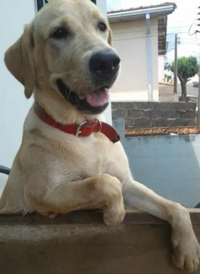 Cachorro raça Labrador idade 7 a 11 meses nome Nina
