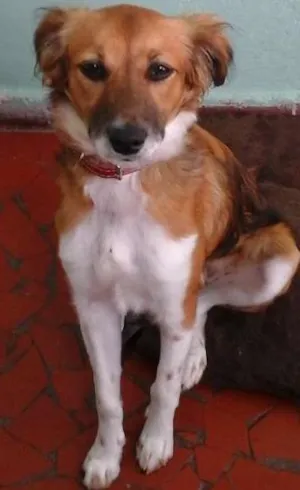 Cachorro raça indefinida idade 7 a 11 meses nome Maia