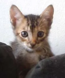Gato raça SRD idade Abaixo de 2 meses nome diversos