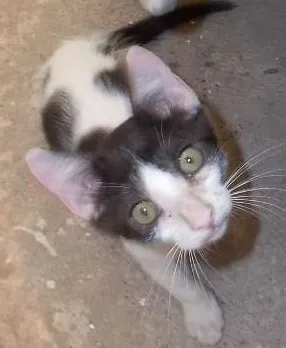 Gato ra a vira-lata idade 7 a 11 meses nome Sabidinha