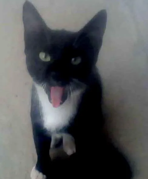 Gato ra a SRD idade Abaixo de 2 meses nome pretinha neguinha r