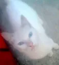 pretinha neguinha r