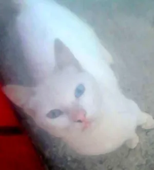 Gato raça SRD idade Abaixo de 2 meses nome pretinha neguinha r