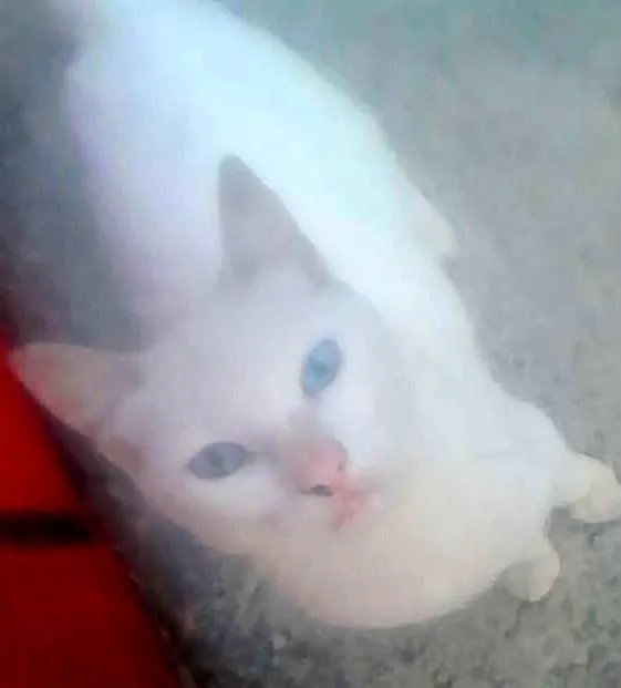 Gato ra a SRD idade Abaixo de 2 meses nome pretinha neguinha r