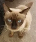 Nina