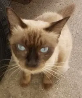 Gato raça Siamês idade 2 anos nome Nina